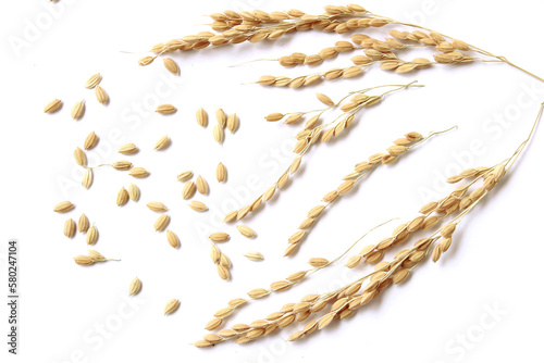 Ears of rice isolated on white background