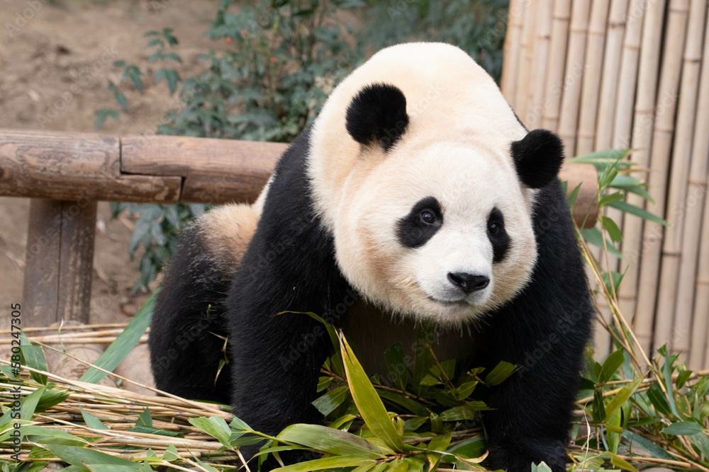 Fototapeta premium Close up Cute Fluffy Panda in South Korea