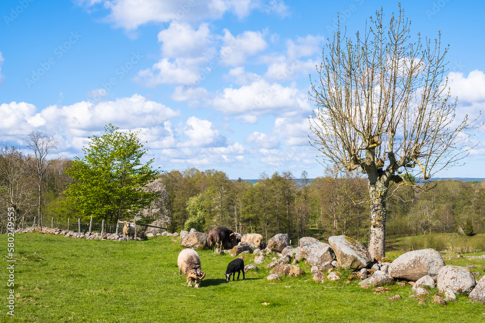 Rural landscape view with grazing sheep and pollarded tree Rural landscape view with grazing sheep and pollarded tree
