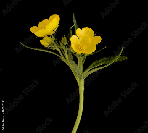 Flora of Gran Canaria - bright yellow flowers of Ranunculus cortusifolius, Canary buttercup photo