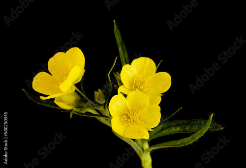 Flora of Gran Canaria - bright yellow flowers of Ranunculus cortusifolius, Canary buttercup photo