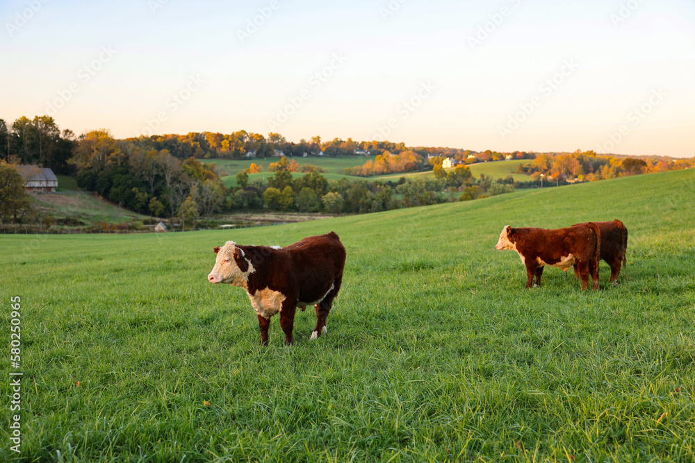 Cattles on a farm on the rolling hills near Stroud Preserve in autumn, West Chester, Pennsylvania, USA