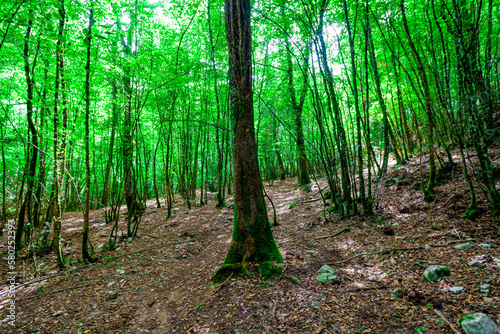 Hiking path in the woods near Pozze del Diavolo - Rieti, Italy