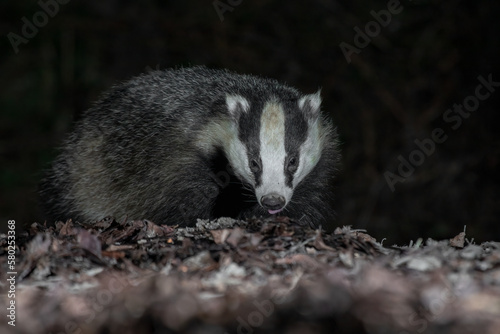 Close up of the head and face of a badger as it is foraging in the leaves. Taken at night with flash, there is copy space around the animal