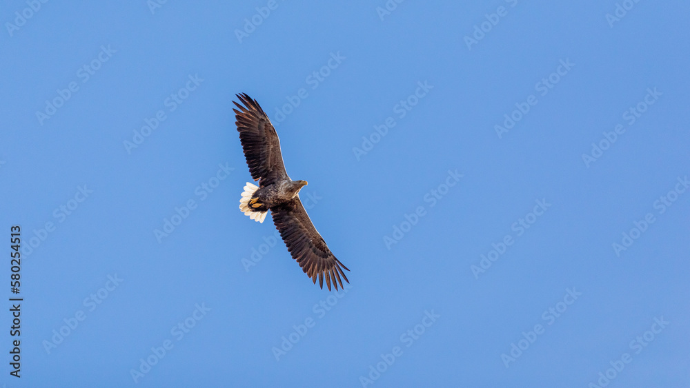 Fototapeta premium Seeadler am Himmel über Pramort.