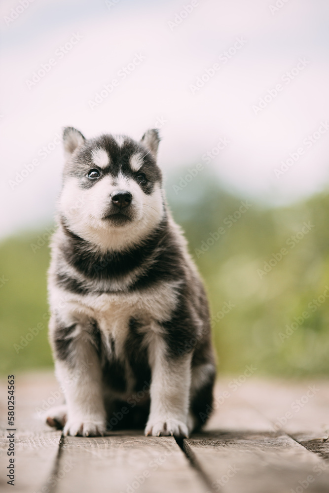 Four-week-old Husky Puppy Of White-gray-black Color Sitting On Wooden Ground And Looking Into Distance.