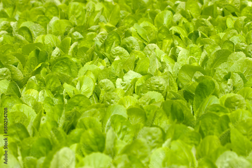close up green vegatables garden during morning time food background concept with copy space close up green vegatables garden during morning time food background concept with copy space