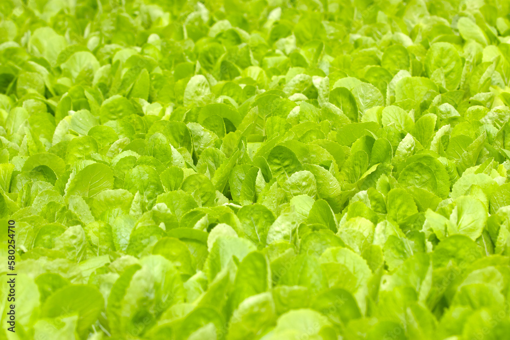 Close up green vegatables garden during morning time food background concept with copy space Close up green vegatables garden during morning time food background concept with copy space