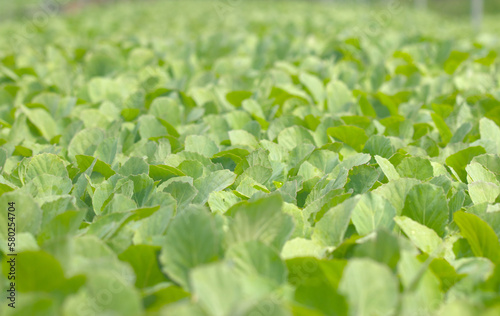 Close up green vegatables garden during morning time food background concept with copy space