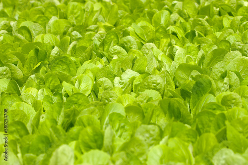 close up green vegatables garden during morning time food background concept with copy space