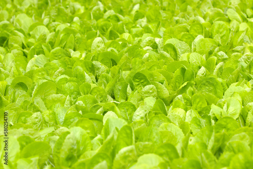 Close up green vegatables garden during morning time food background concept with copy space