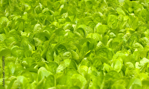 close up green vegatables garden during morning time food background concept with copy space