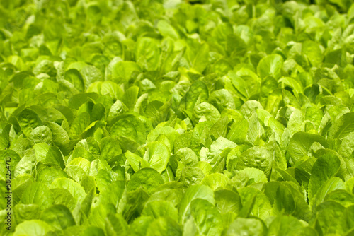 close up green vegatables garden during morning time food background concept with copy space