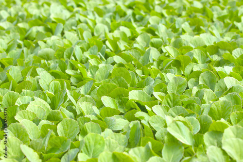 close up green vegatables garden during morning time food background concept with copy space