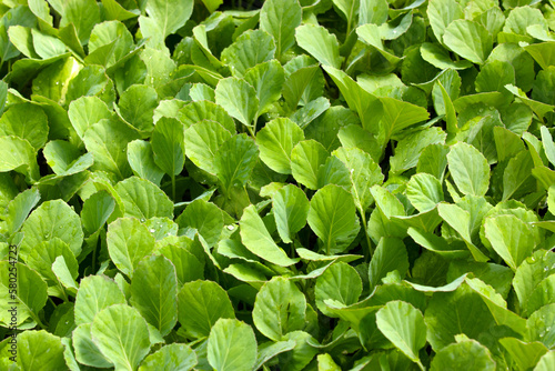 close up green vegatables garden during morning time food background concept with copy space