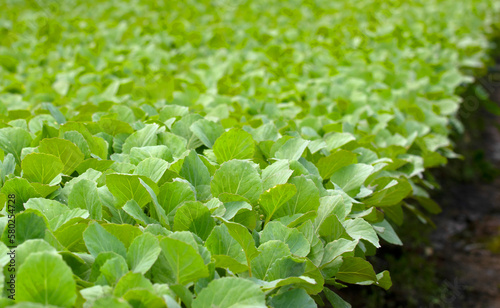 close up green vegatables garden during morning time food background concept with copy space