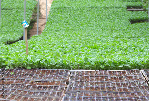 vegetable garden green leaves farm vegetables vegetable plot background