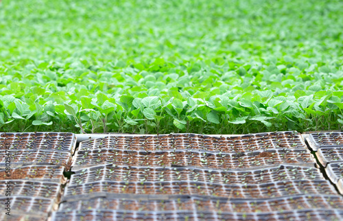 close up green vegatables garden during morning time food background concept with copy space