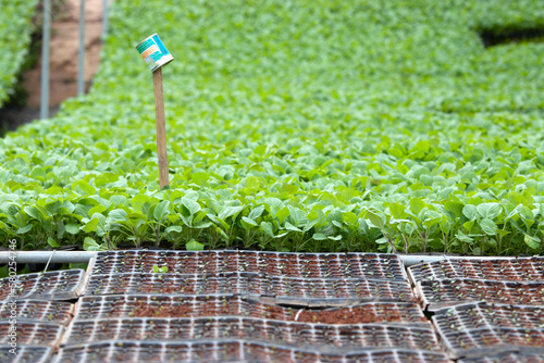 vegetable garden green leaves farm vegetables vegetable plot background
