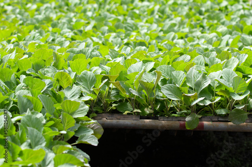 close up green vegatables garden during morning time food background concept with copy space