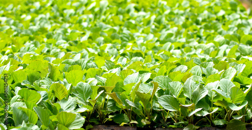 close up green vegatables garden during morning time food background concept with copy space