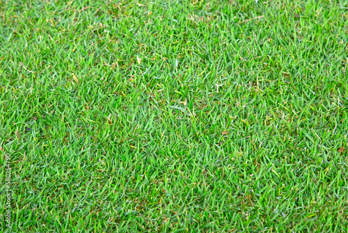 green grass texture background grass garden concept used for making green background football pitch, Grass Golf, green lawn pattern textured background.