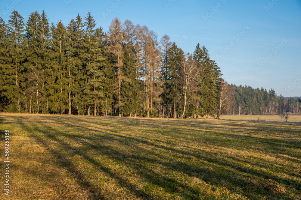 Evening meadow in the early spring