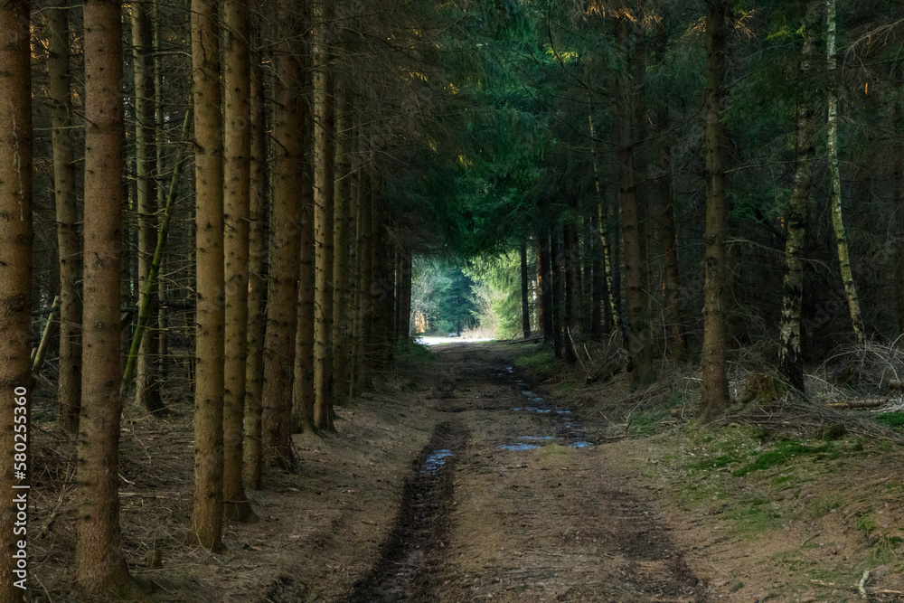 Fototapeta premium Path in dark spruce tree forest