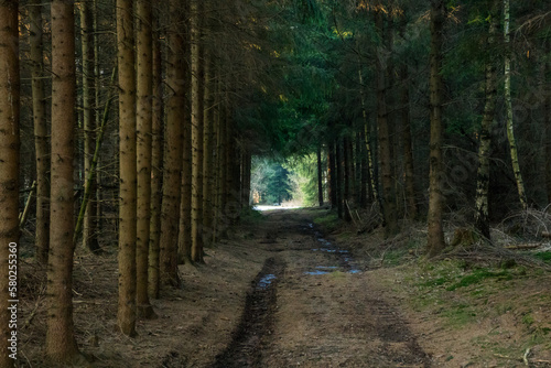 Path in dark spruce tree forest