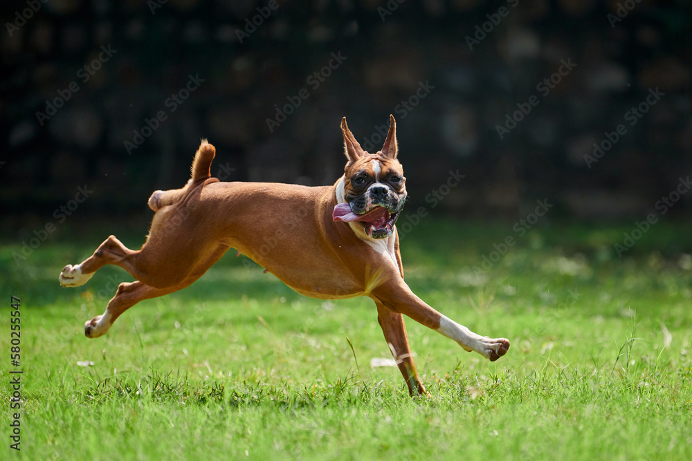 Boxer dog runs on green grass summer lawn outdoor park walking with