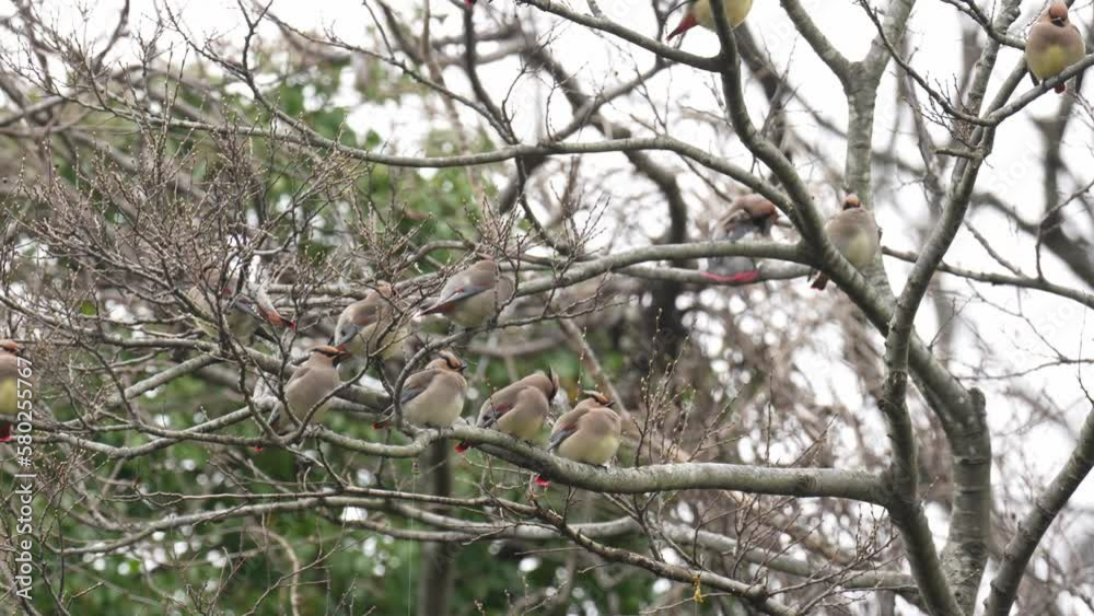 japanese waxwing on a branch japanese waxwing on a branch