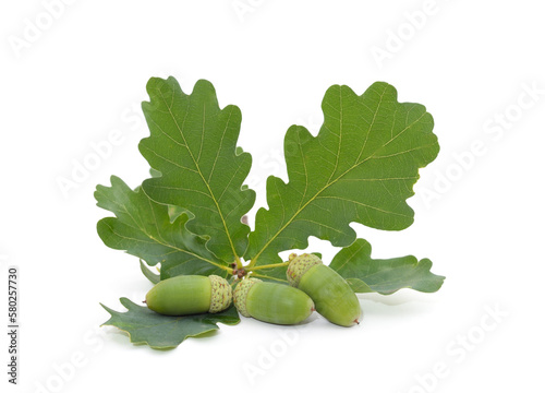 Acorns on a green leaf.