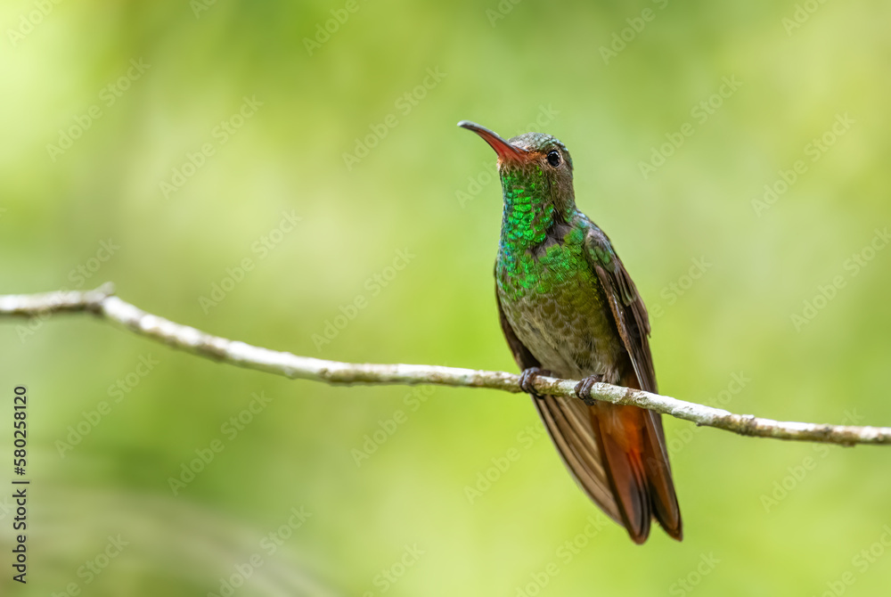 Fototapeta premium Rufous-tailed Hummingbird - Amazilia tzacatl, beautiful colorful small hummingbird from tropical forest of Volcán, Panama.