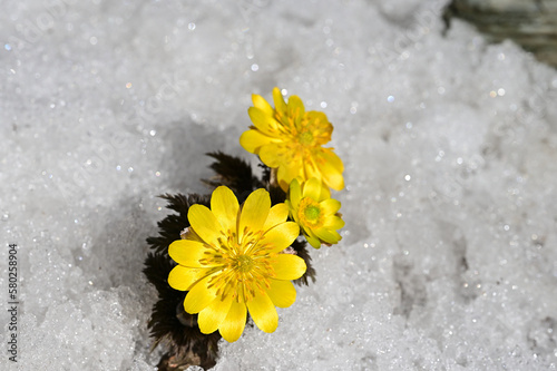 福を呼ぶ早春の花「福寿草（フクジュソウ）」