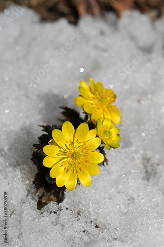 福を呼ぶ早春の花「福寿草（フクジュソウ）」