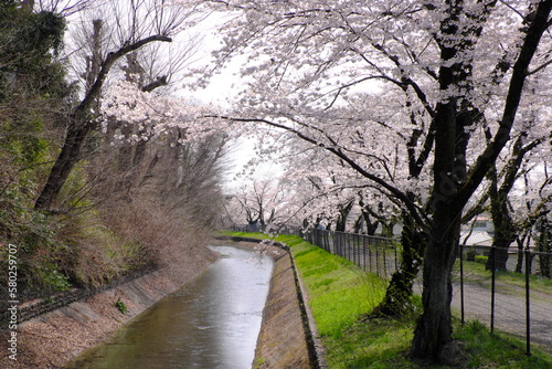 羽村市玉川上水の桜