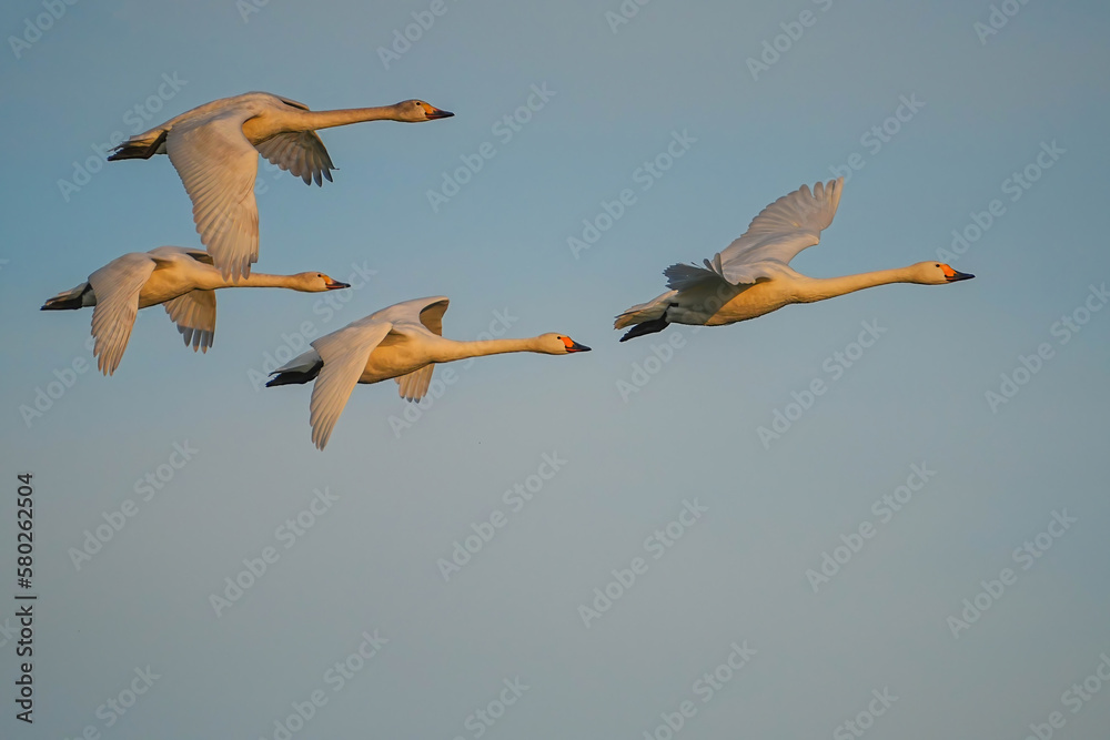 Obraz premium コハクチョウ