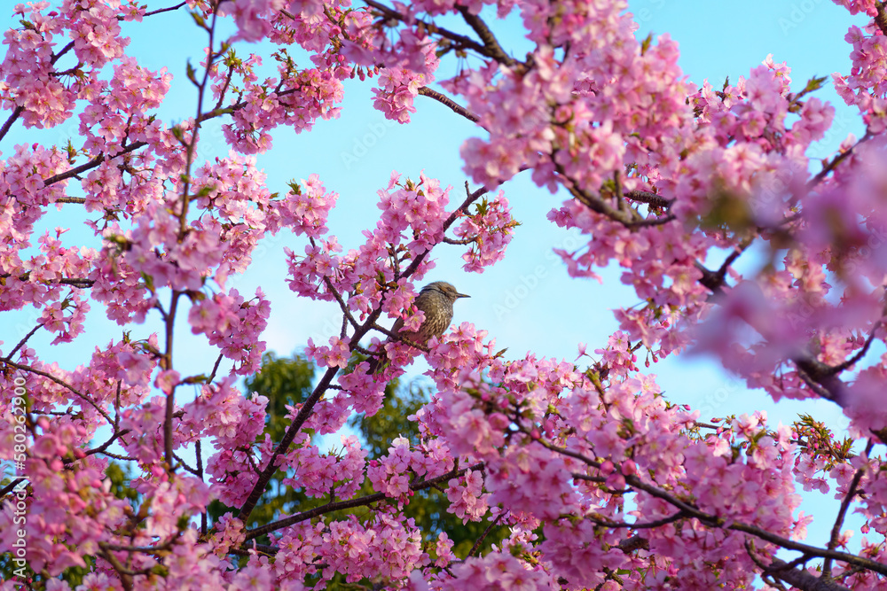 満開の河津桜の中でたたずむヒヨドリ