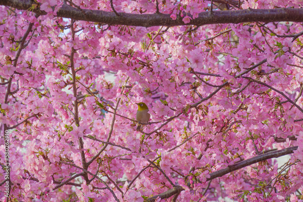 満開の桜の中でたたずむメジロ