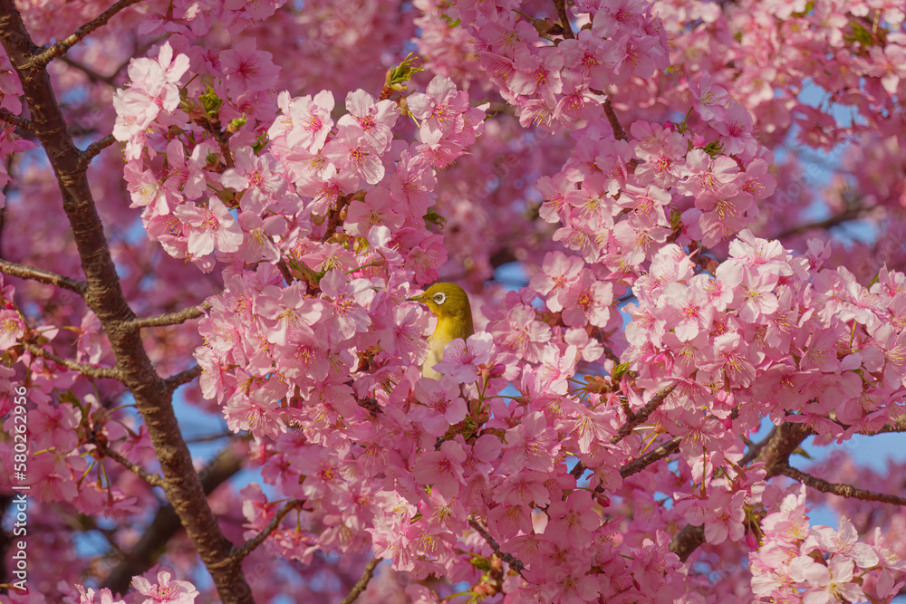 満開の桜の中でたたずむメジロ