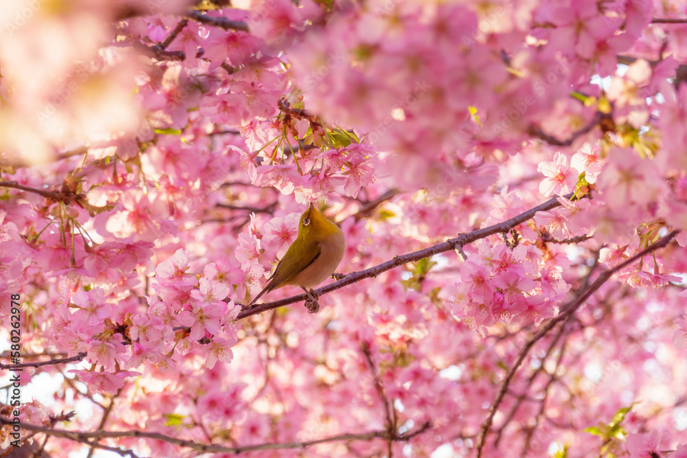 満開の桜の中でたたずむメジロ