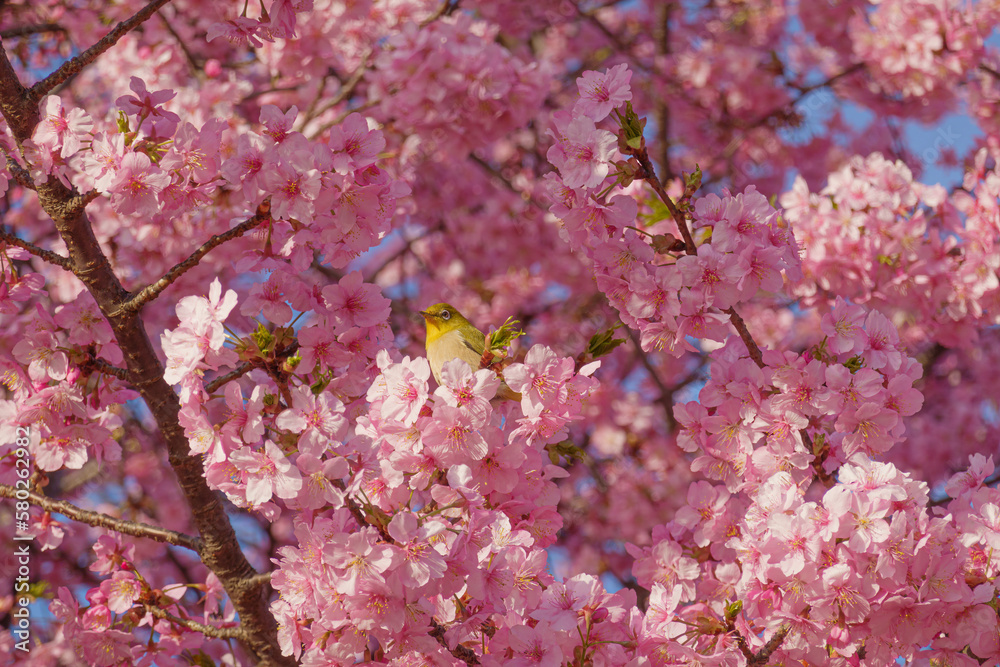 満開の桜の中でたたずむメジロ