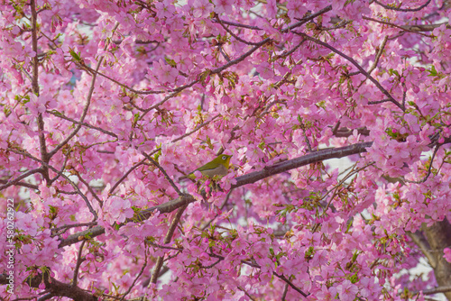 Obraz na płótnie 満開の桜の中でたたずむメジロ w salonie