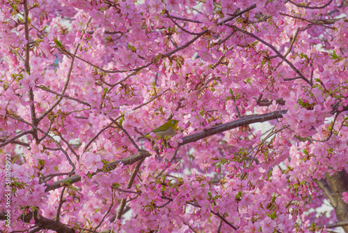 満開の桜の中でたたずむメジロ