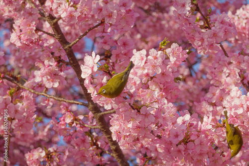 Obraz na płótnie 満開の桜の中でたたずむメジロ w salonie