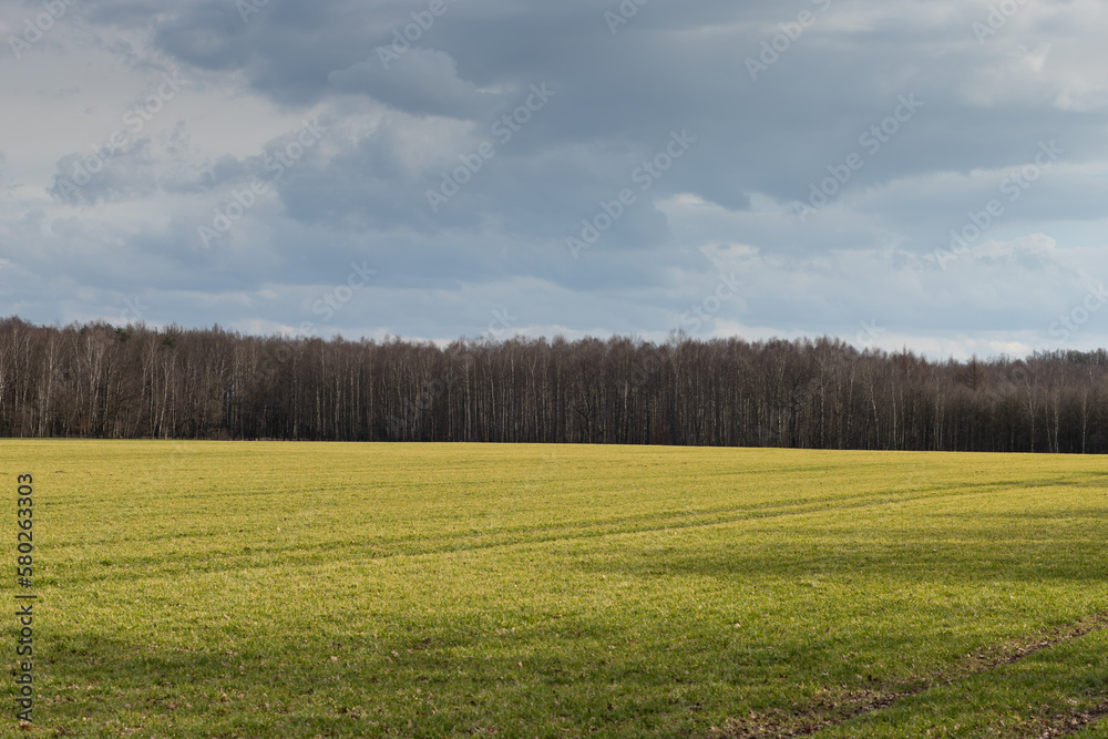 Fototapeta premium field and blue sky, green field, rapeseed field in spring, field in spring, farm land