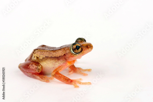 Brauner Bananenfrosch // Brown banana frog, Striped spiny reed frog (Afrixalus dorsalis)