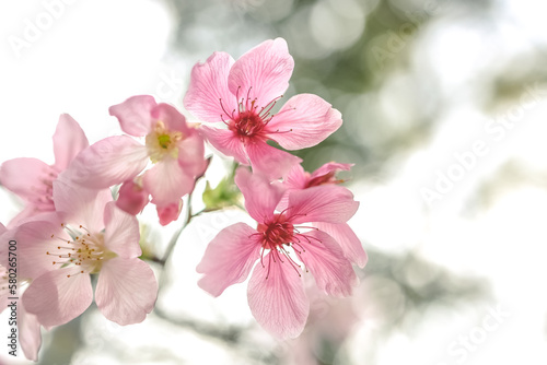 a beautiful sakura tree flower, seasonal cherry blossom flower © solution