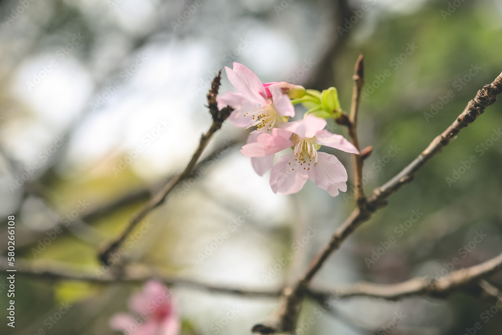 a beautiful sakura tree flower, seasonal cherry blossom flower a beautiful sakura tree flower, seasonal cherry blossom flower
