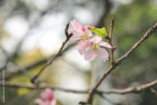 a beautiful sakura tree flower, seasonal cherry blossom flower © solution